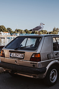 Seagull on a car roof thumbnail