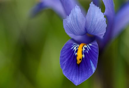macro photography of blue Iris flower thumbnail