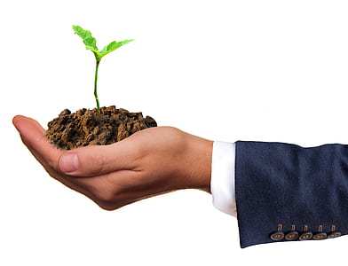 person holding green plant thumbnail