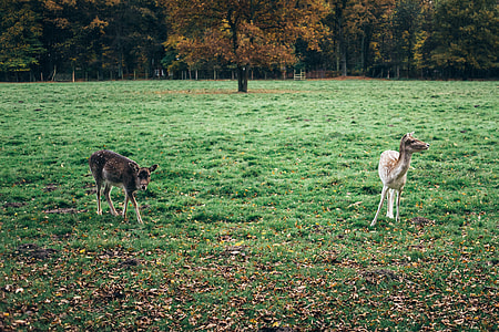 Two young deers thumbnail