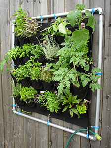 assorted hanging potted plants thumbnail