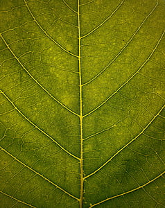 macro photography of green leaf thumbnail