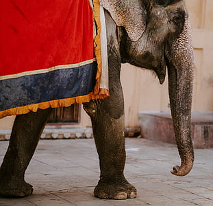 gray elephant covered with red, black, and orange textile thumbnail