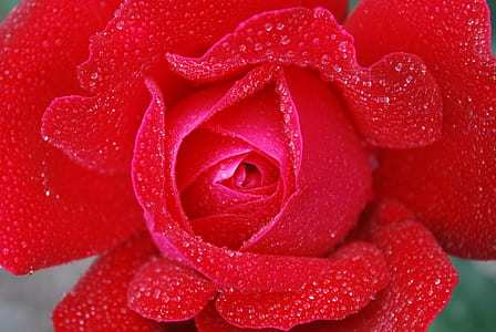 close photography of red rose flower thumbnail
