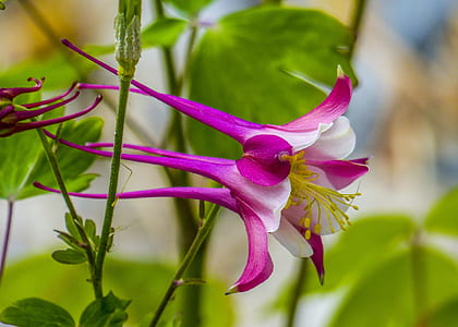 purple hibiscus plant thumbnail