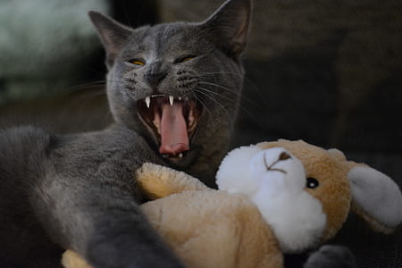 black cat hugging rabbit plush toy thumbnail
