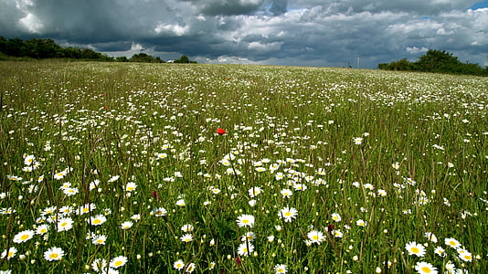 white flower field thumbnail