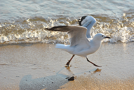 white bird landed on ground near body of water at daytime thumbnail