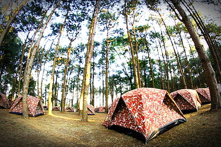 nature, forest, trees, leaves thumbnail