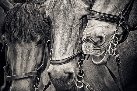 grayscale photo of horses thumbnail