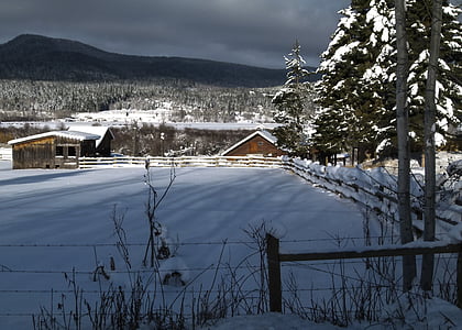houses and pine trees covered with snow thumbnail