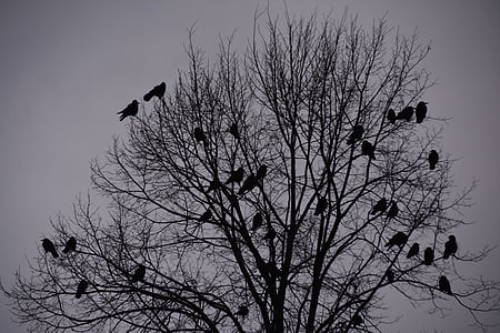 silhouette photo of birds on leafless tree thumbnail