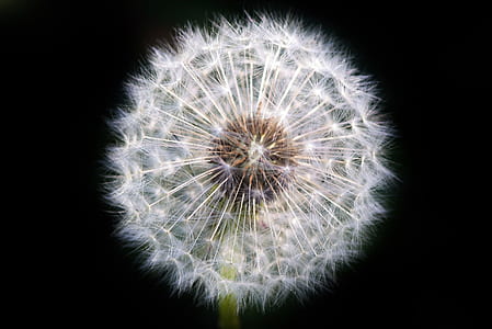 closeup photography of dandelion thumbnail