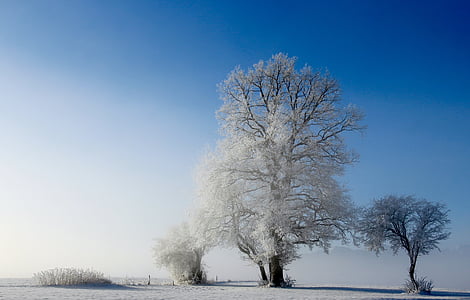 snow covered trees taken under clear sky during daytime thumbnail