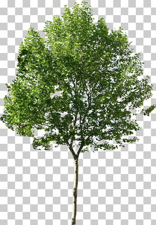 Tree Computer Icons, Tree Available In Different Size, green leafed tree illustration PNG clipart