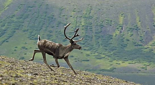 brown deer standing on grass field during day thumbnail