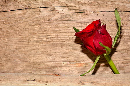 red rose on wooden surface thumbnail