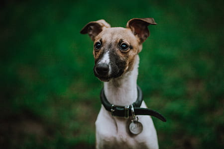shallow focus photography of white and brown dogh thumbnail