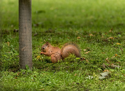 red squirrel on grass near tree thumbnail
