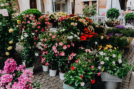 Flower shop in Castelfranco Veneto, Italy thumbnail