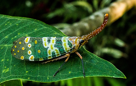 macro photography of leafhopper thumbnail