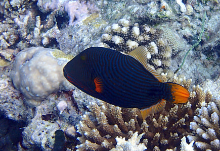 Striped Triggerfish Fish, Ballista thumbnail
