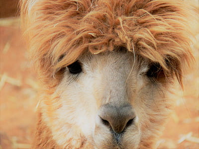 close-up photo of llama face thumbnail