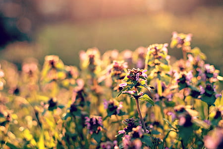 selective focus photo of flowers thumbnail