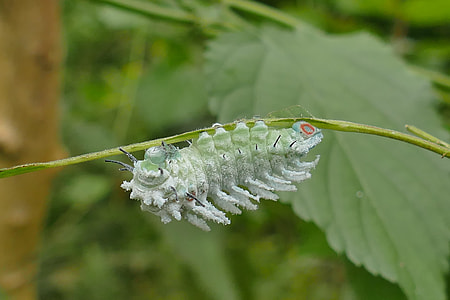 macro photography of green caterpillar thumbnail