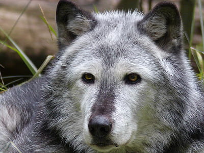 photography of gray wolf thumbnail