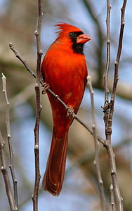 close up photography of red bird thumbnail