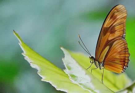 green and brown longwing butterfly perched on green leaf macro photography thumbnail