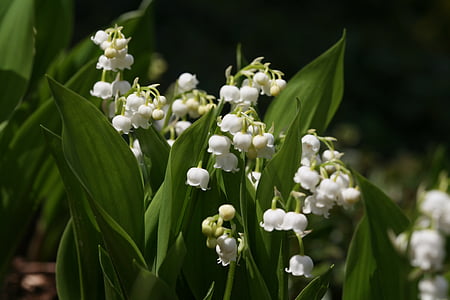 white petaled flowers thumbnail