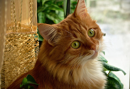 orange tabby cat thumbnail