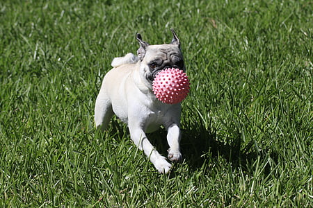 fawn pug carrying red ball on grass field thumbnail