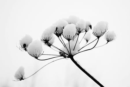 close up photo of cotton flowers thumbnail