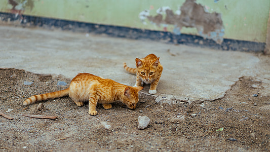 two orange tubby kittens sitting thumbnail