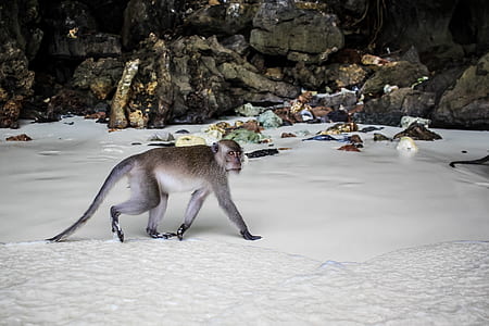 primate walking on seashore thumbnail