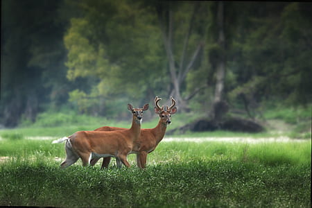 two brown deers on green grass thumbnail