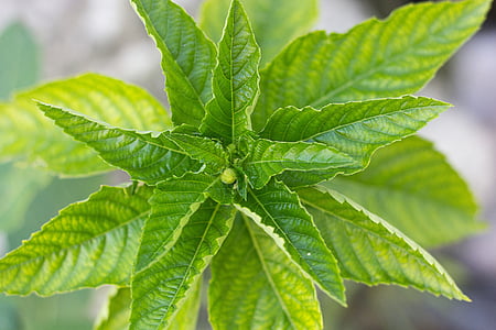 green leafed plant thumbnail