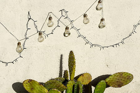 cactus plants thumbnail