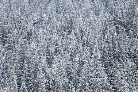 pine trees covered by snow thumbnail