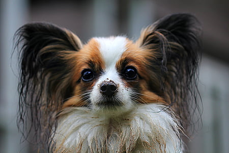 adult tricolor dog thumbnail