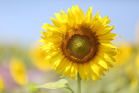 Sunflower Bloom thumbnail