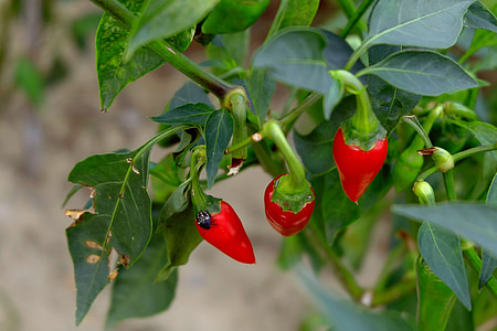 red chili close-up photo thumbnail