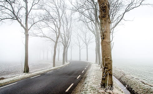 empty road with fogs thumbnail