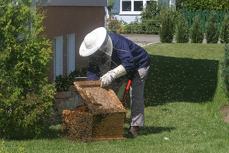 honey bee keeper checking wooden crate thumbnail