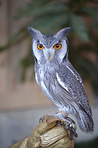 shallow focus photography of gray and black owl thumbnail