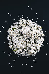 white flowers on black background thumbnail