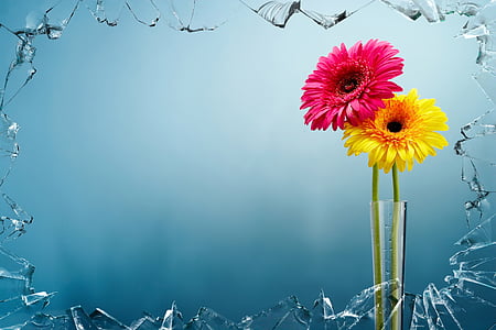 two pink and yellow petaled flowers thumbnail